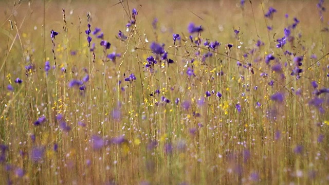 野生紫黄花风模糊散焦架焦点转移视频下载