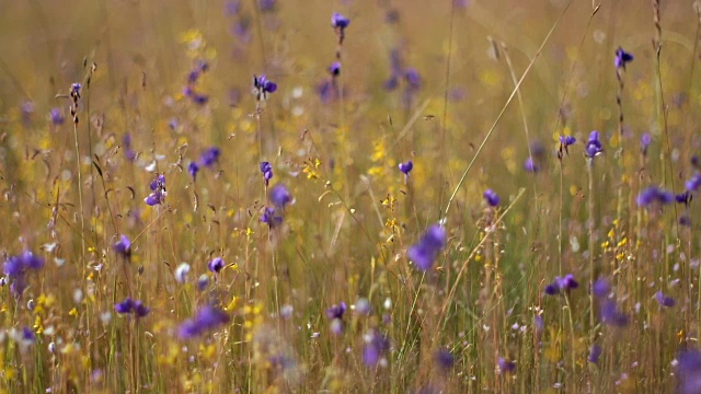 野生紫黄花风模糊散焦架焦点转移视频素材