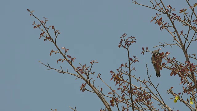 木燕子行动的鸟对树的芽视频素材