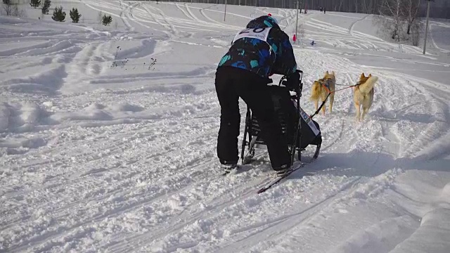 一对哈士奇雪橇犬和驯狗师视频素材