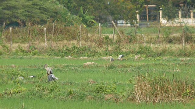 亚洲鸟在稻田里吃东西视频素材