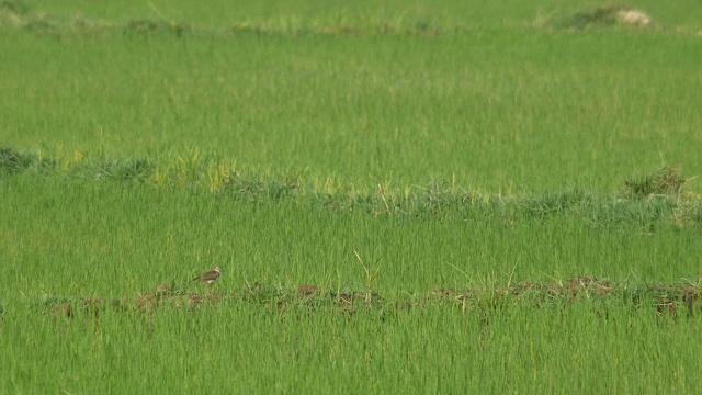 稻田里常见的矶鹞视频素材