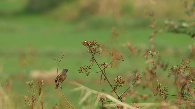 花衣鸟栖息在树枝上视频素材