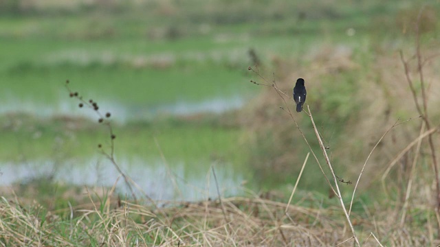 花衣鸟在稻田里休息和飞翔视频素材