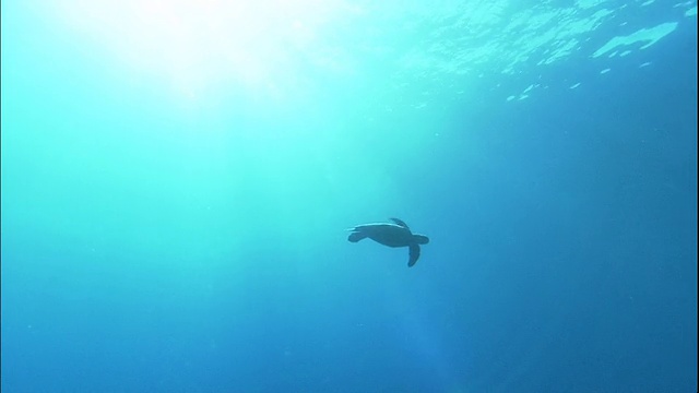 一只绿海龟在阳光普照的水面上游泳。视频素材