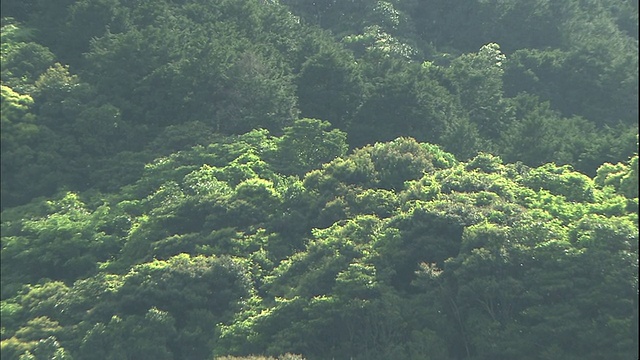 茂密的森林覆盖着群山。视频素材