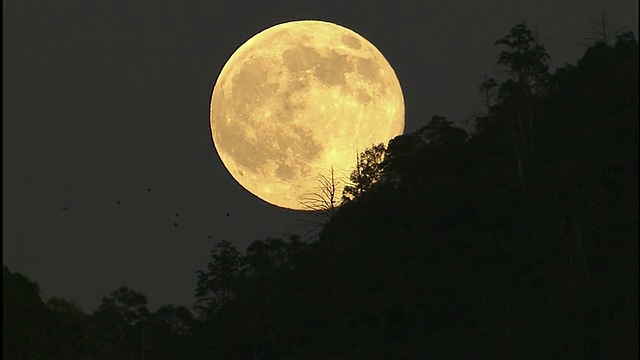 在日本岐阜的夜晚，一轮满月映出鸟儿的轮廓。视频素材