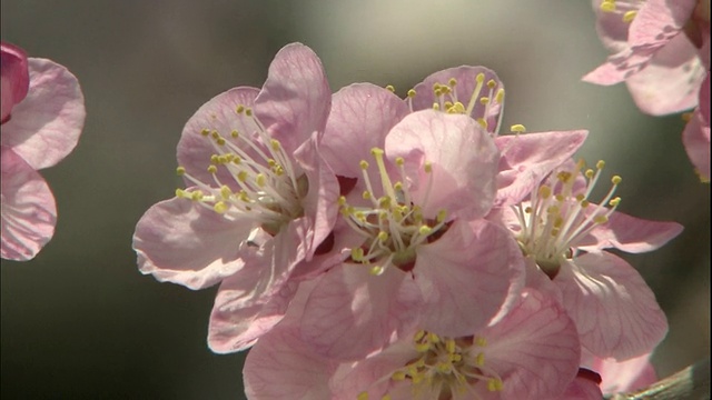 一朵杏花迎风摇曳。视频素材