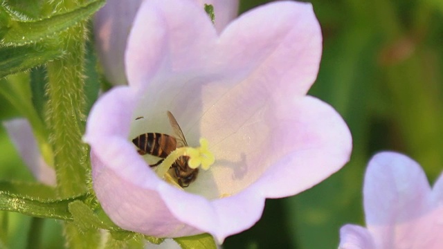 蜜蜂是花的花蜜视频素材