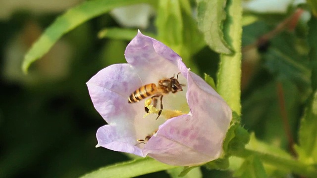 蜜蜂是花的花蜜视频素材