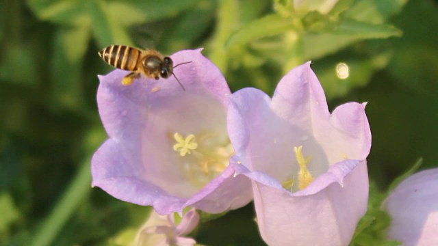 蜜蜂是花的花蜜视频素材