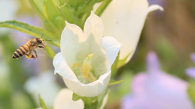 蜜蜂是花的花蜜视频素材