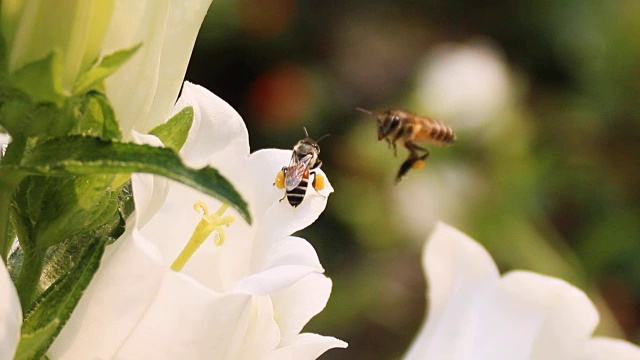 蜜蜂是花的花蜜视频素材