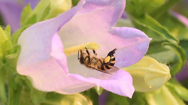 蜜蜂是花的花蜜视频素材