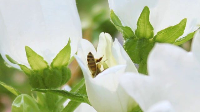 蜜蜂是花的花蜜视频素材