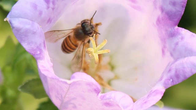 蜜蜂是花的花蜜视频素材