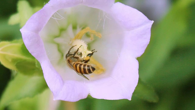 蜜蜂是花的花蜜视频素材