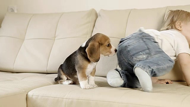 孩子和小猎犬小狗好玩视频素材