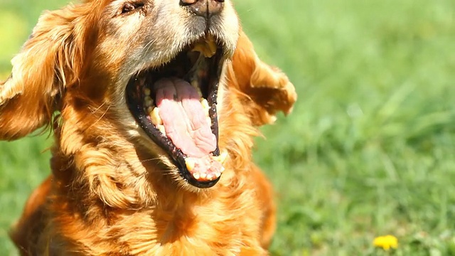 英国可卡犬打哈欠视频素材