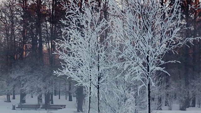 树被雪覆盖着。冬季公园全景。河岸长椅视频素材