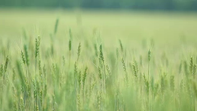 蓝天白云上美丽的麦田。田野里有绿色的小麦。没有成熟的小麦。农场,农业。的耳朵。视频素材