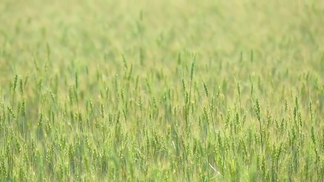 蓝天白云上美丽的麦田。田野里有绿色的小麦。没有成熟的小麦。农场,农业。的耳朵。视频素材