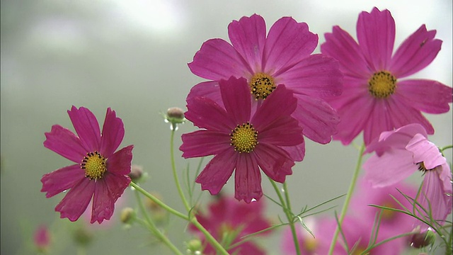 雨滴从美丽的宇宙花瓣上滴下。视频素材