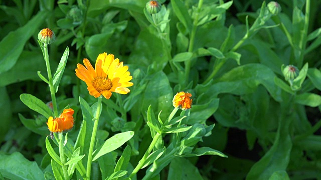 金盏花(金盏花officinalis)。草本花卉开花视频素材