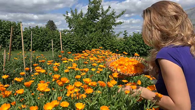 金发园丁女人收获万寿菊香草花盛开到篮子视频素材