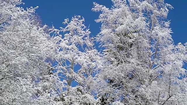 树叶被雪覆盖着视频素材