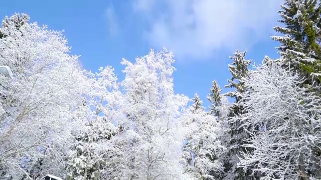 白色的树覆盖着厚厚的积雪视频素材