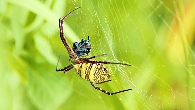 黄黑蜘蛛在她的蜘蛛网- Argiope bruennichi视频素材