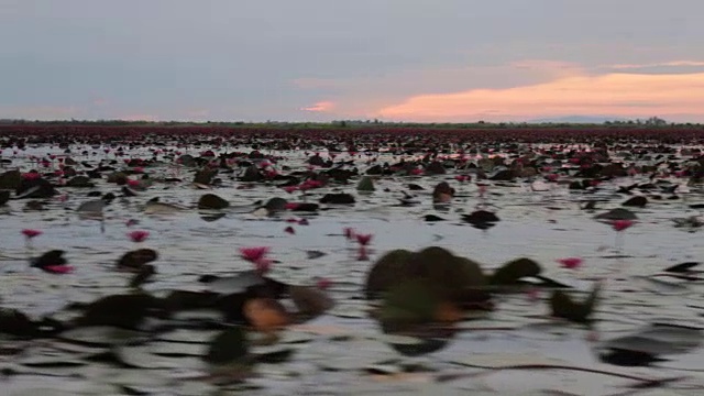 今天是粉红莲花湖游船之旅的好天气视频素材