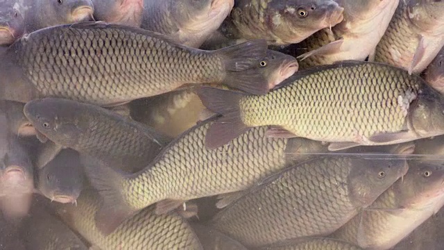 超市鱼缸里的鱼视频素材画面2