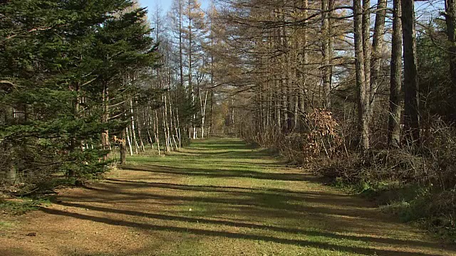 森林中的北海道松鼠视频素材