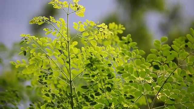 辣根树视频素材