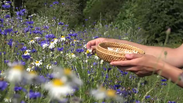 在夏季的田野里，草药师用手在玉米花间采摘雏菊。FullHD视频素材