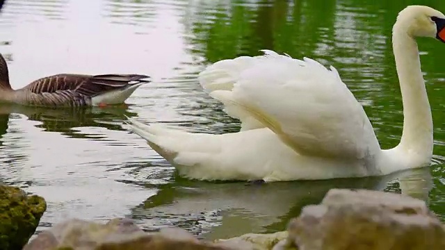 白天鹅与鸭子视频素材