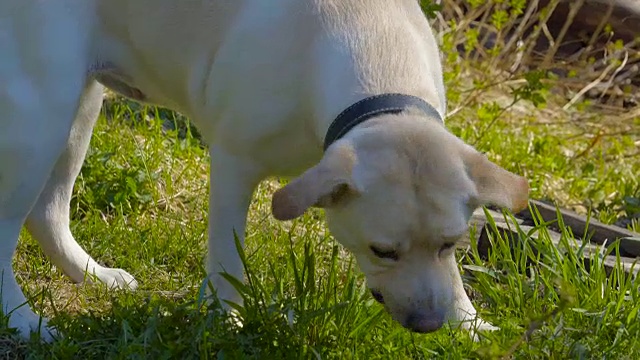 一只吃草的拉布拉多猎犬视频素材