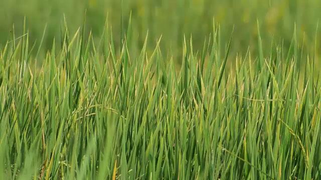 稻苗和风视频素材