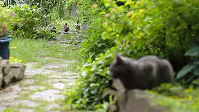 猫和鸭子在花园里视频素材