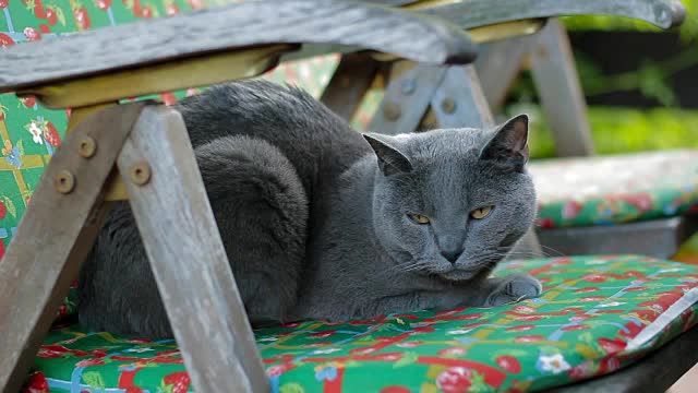 坐在椅子上的猫视频素材