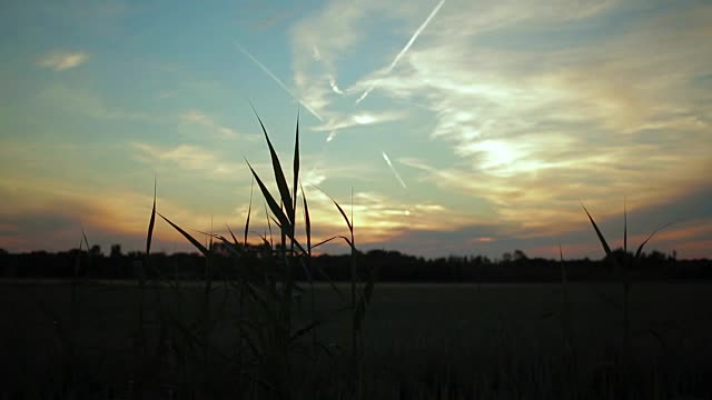 树叶的剪影和夕阳的天空视频素材