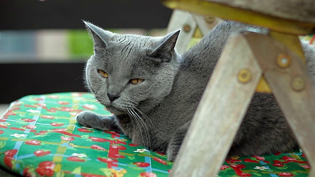 猫闻到葡萄树视频下载