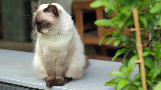 好奇的猫坐在窗台上视频下载