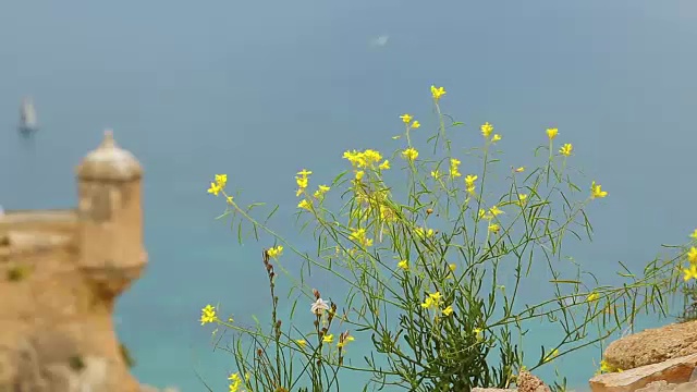 海上地平线上的一艘帆船视频素材