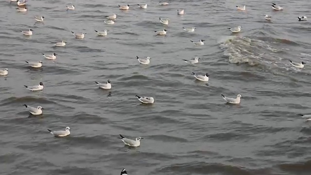 海里的海鸥。视频素材