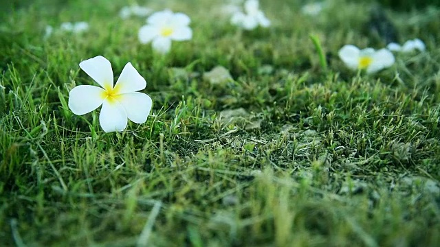 小车拍摄-鸡蛋花，鸡蛋花在草地上的背景(编辑色调颜色)视频素材