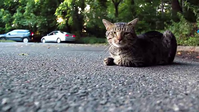 猫坐在外面视频下载