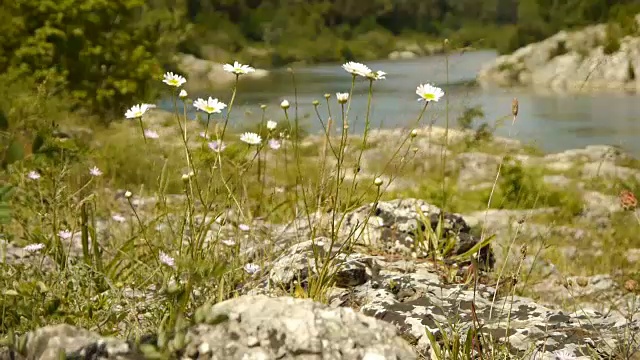 法国加登河的野生草本植物视频素材